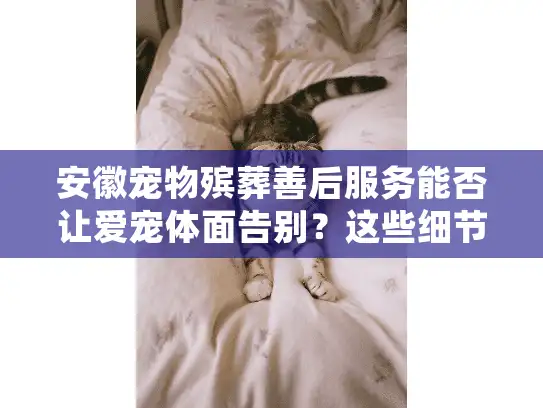 安徽宠物殡葬善后服务能否让爱宠体面告别？这些细节必须了解