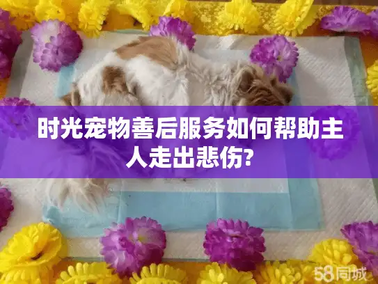 时光宠物善后服务如何帮助主人走出悲伤?