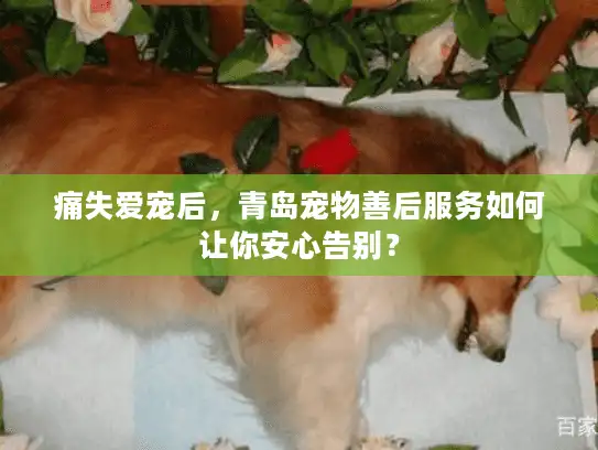 痛失爱宠后，青岛宠物善后服务如何让你安心告别？