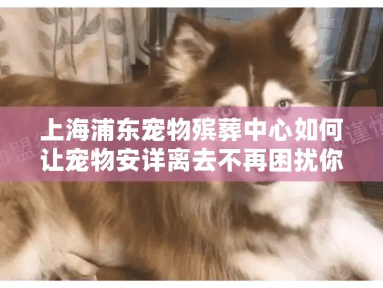 上海浦东宠物殡葬中心如何让宠物安详离去不再困扰你？