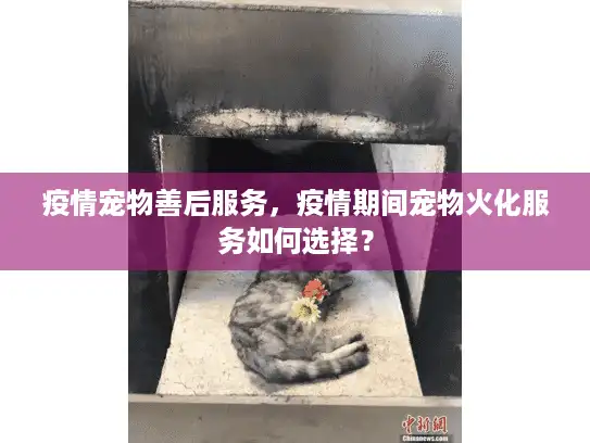 疫情宠物善后服务，疫情期间宠物火化服务如何选择？