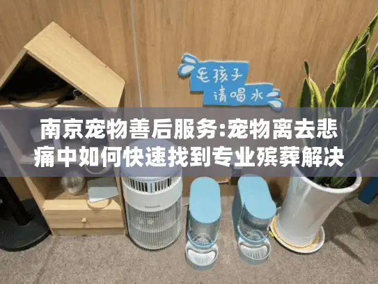南京宠物善后服务:宠物离去悲痛中如何快速找到专业殡葬解决方案?