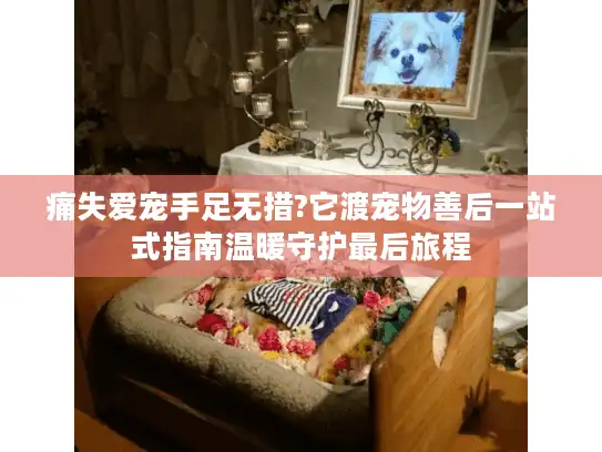 痛失爱宠手足无措?它渡宠物善后一站式指南温暖守护最后旅程