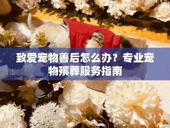 致爱宠物善后怎么办？专业宠物殡葬服务指南