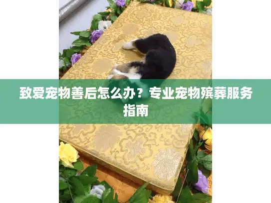 致爱宠物善后怎么办？专业宠物殡葬服务指南