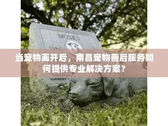 当宠物离开后，南昌宠物善后服务如何提供专业解决方案？