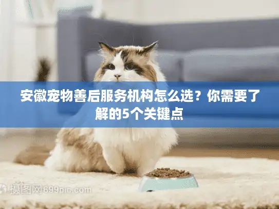 安徽宠物善后服务机构怎么选？你需要了解的5个关键点