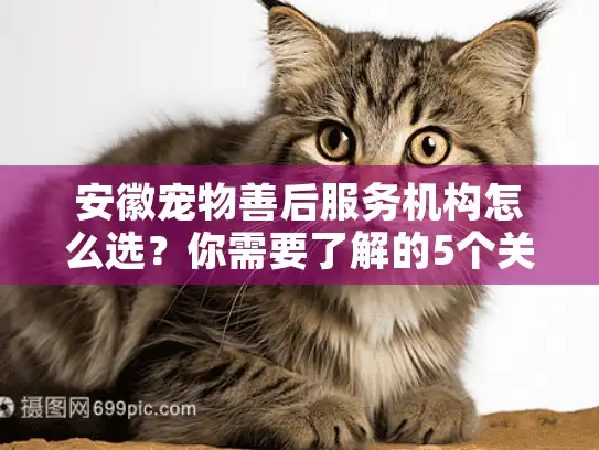 安徽宠物善后服务机构怎么选？你需要了解的5个关键点
