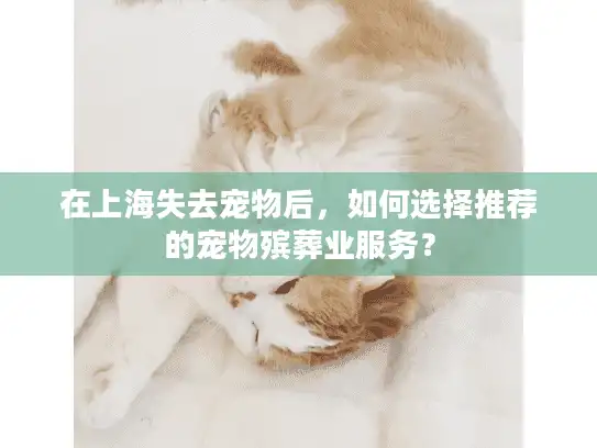 在上海失去宠物后，如何选择推荐的宠物殡葬业服务？