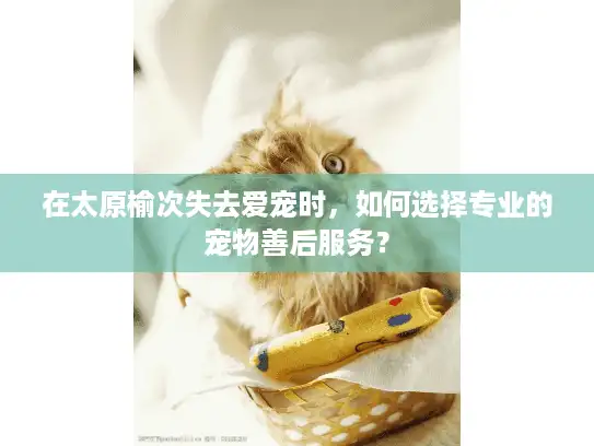 在太原榆次失去爱宠时，如何选择专业的宠物善后服务？