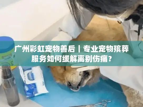 广州彩虹宠物善后｜专业宠物殡葬服务如何缓解离别伤痛？