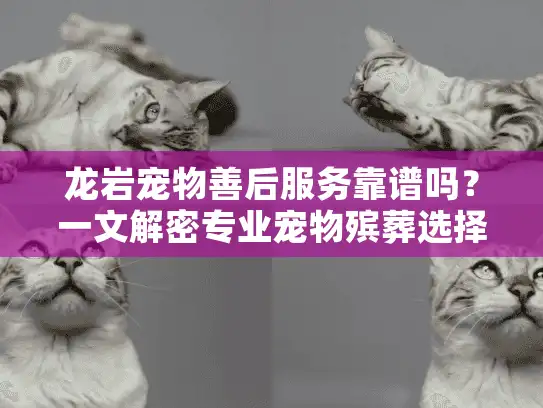 龙岩宠物善后服务靠谱吗？一文解密专业宠物殡葬选择指南