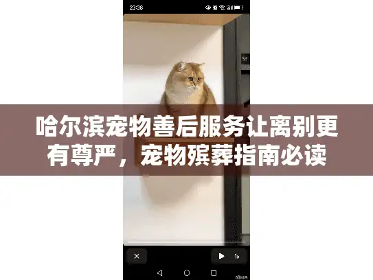 哈尔滨宠物善后服务让离别更有尊严，宠物殡葬指南必读