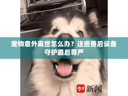 宠物意外离世怎么办？这些善后设备守护最后尊严