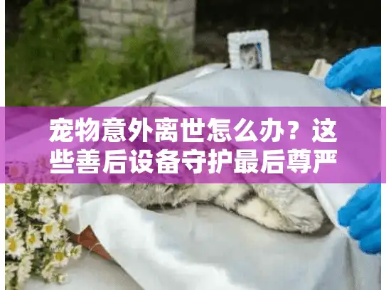 宠物意外离世怎么办？这些善后设备守护最后尊严