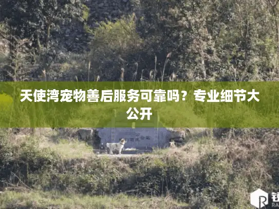 天使湾宠物善后服务可靠吗？专业细节大公开