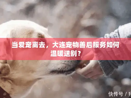 当爱宠离去，大连宠物善后服务如何温暖送别？