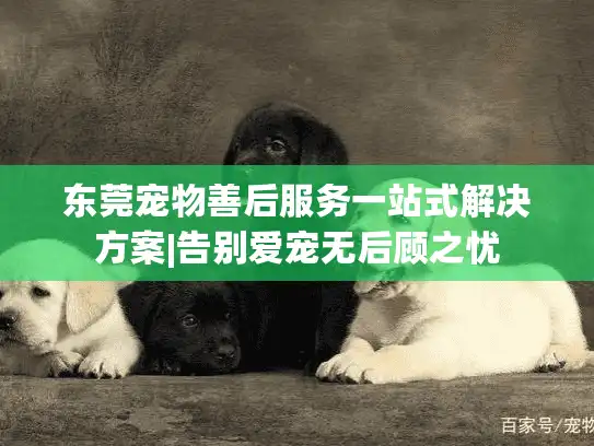 东莞宠物善后服务一站式解决方案|告别爱宠无后顾之忧