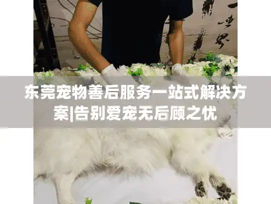东莞宠物善后服务一站式解决方案|告别爱宠无后顾之忧