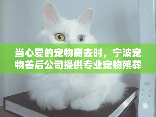 当心爱的宠物离去时，宁波宠物善后公司提供专业宠物殡葬服务