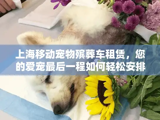 上海移动宠物殡葬车租赁，您的爱宠最后一程如何轻松安排？