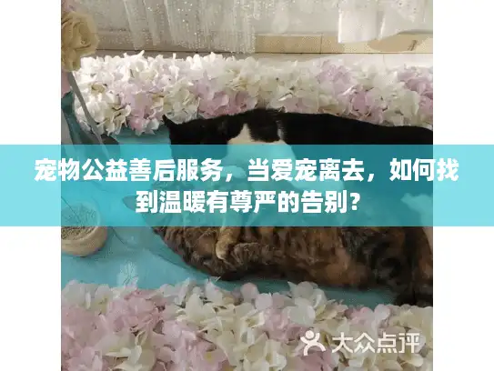 宠物公益善后服务，当爱宠离去，如何找到温暖有尊严的告别？