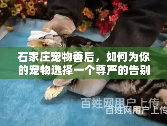 石家庄宠物善后，如何为你的宠物选择一个尊严的告别？