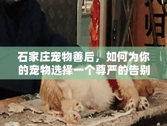 石家庄宠物善后，如何为你的宠物选择一个尊严的告别？