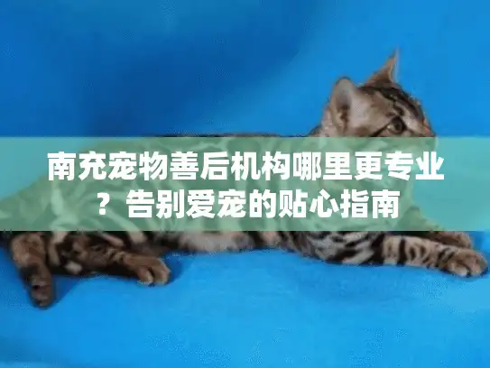 南充宠物善后机构哪里更专业？告别爱宠的贴心指南