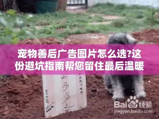 宠物善后广告图片怎么选?这份避坑指南帮您留住最后温暖