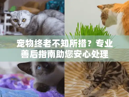 宠物终老不知所措？专业善后指南助您安心处理
