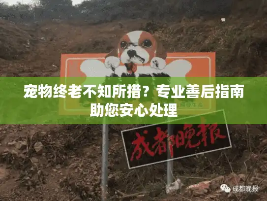 宠物终老不知所措？专业善后指南助您安心处理