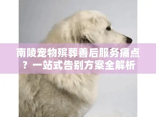 南陵宠物殡葬善后服务痛点？一站式告别方案全解析