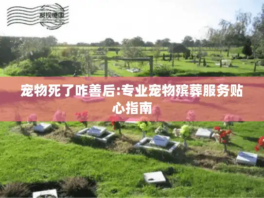 宠物死了咋善后:专业宠物殡葬服务贴心指南