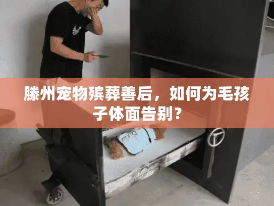 滕州宠物殡葬善后，如何为毛孩子体面告别？