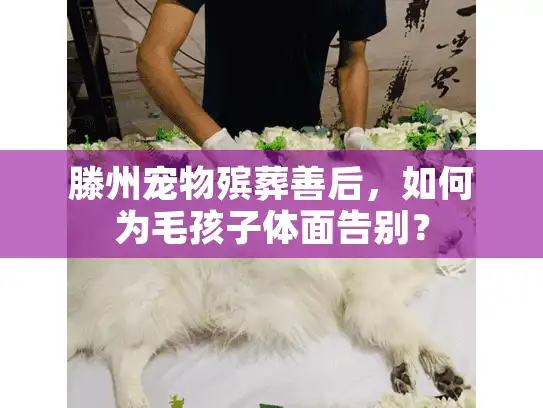 滕州宠物殡葬善后，如何为毛孩子体面告别？