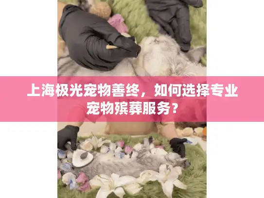 上海极光宠物善终，如何选择专业宠物殡葬服务？