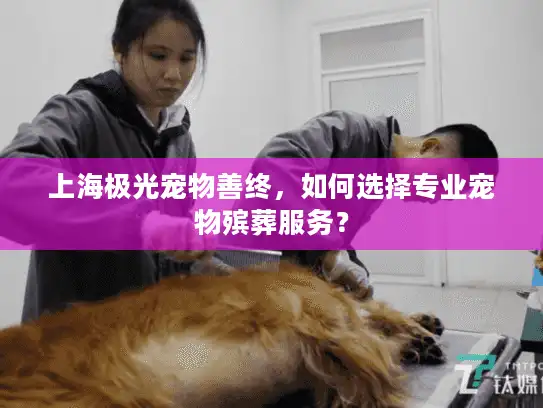上海极光宠物善终，如何选择专业宠物殡葬服务？