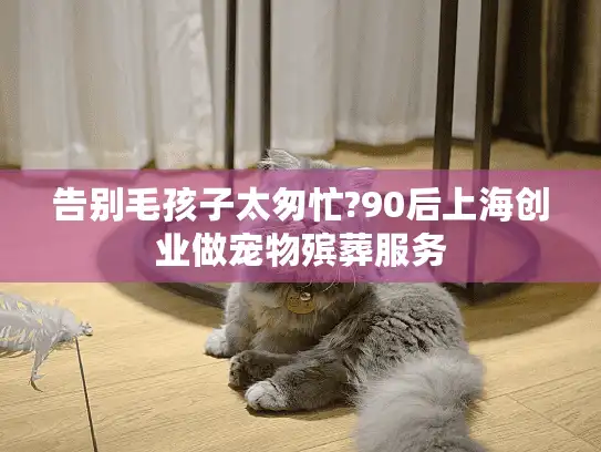 告别毛孩子太匆忙?90后上海创业做宠物殡葬服务