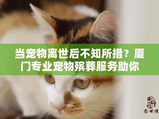 当宠物离世后不知所措？厦门专业宠物殡葬服务助你解脱困境