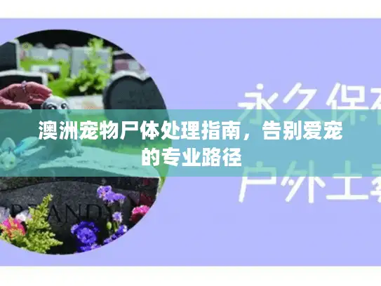 澳洲宠物尸体处理指南，告别爱宠的专业路径