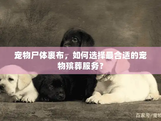 宠物尸体裹布，如何选择最合适的宠物殡葬服务？