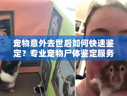 宠物意外去世后如何快速鉴定？专业宠物尸体鉴定服务指南