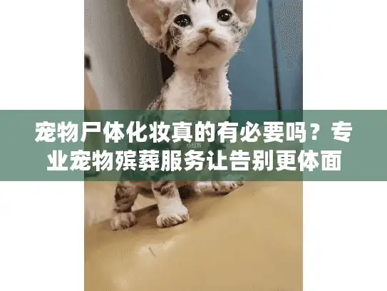 宠物尸体化妆真的有必要吗？专业宠物殡葬服务让告别更体面