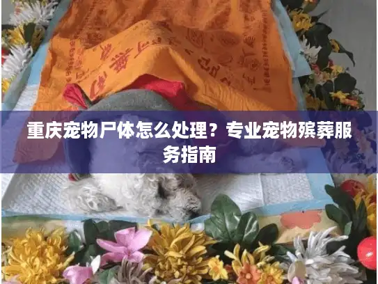 重庆宠物尸体怎么处理？专业宠物殡葬服务指南