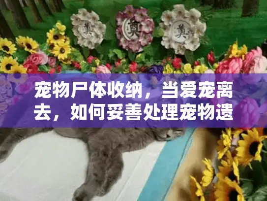 宠物尸体收纳，当爱宠离去，如何妥善处理宠物遗体？