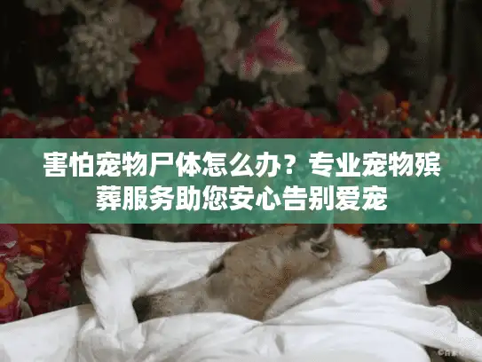 害怕宠物尸体怎么办？专业宠物殡葬服务助您安心告别爱宠