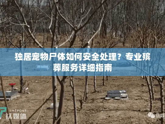 独居宠物尸体如何安全处理？专业殡葬服务详细指南