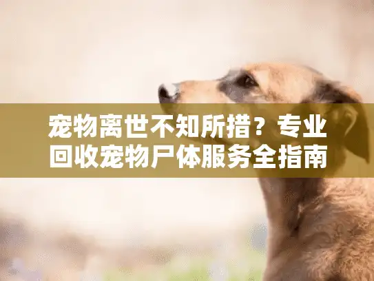 宠物离世不知所措？专业回收宠物尸体服务全指南