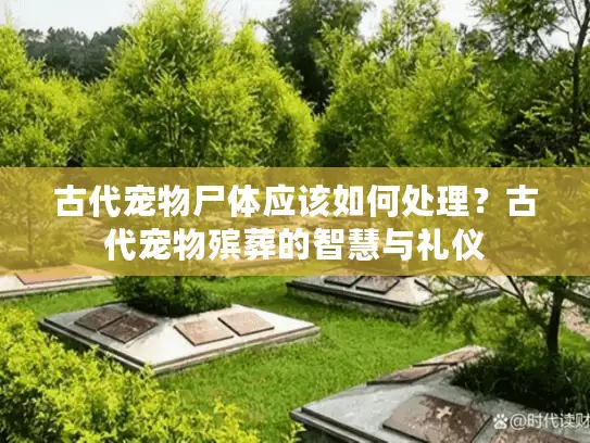 古代宠物尸体应该如何处理？古代宠物殡葬的智慧与礼仪